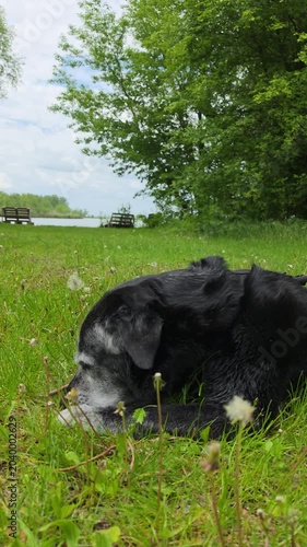 A large, old dog gnaws on a bone in the grass.



