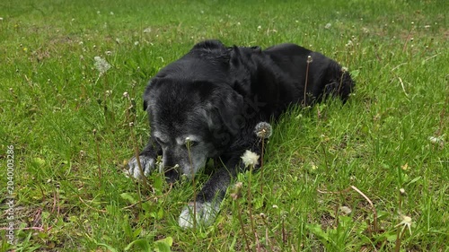A large, old dog gnaws on a bone in the grass.


