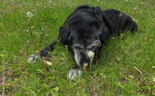 A large, old dog gnaws on a bone in the grass.




