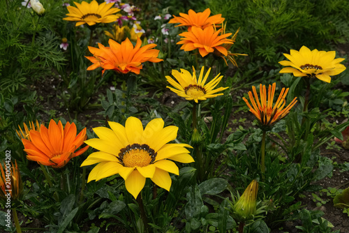 Photos Cluster of yellow and orange gazania rigens 'Chansonette' flowers, also known as
