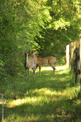 Deer at the edge of the woods
