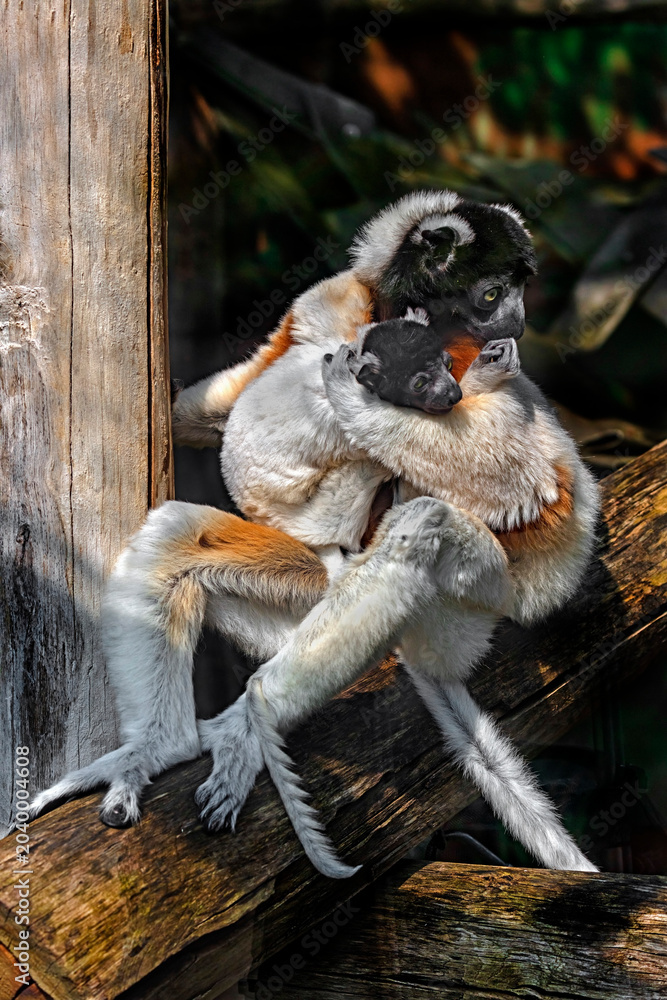 Fototapeta premium Crowned sifaka female and her kid. 