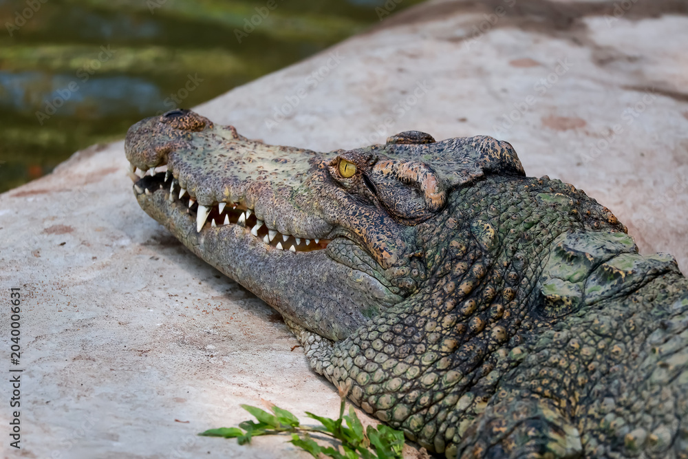 Fototapeta premium The crocodile is show head near the river