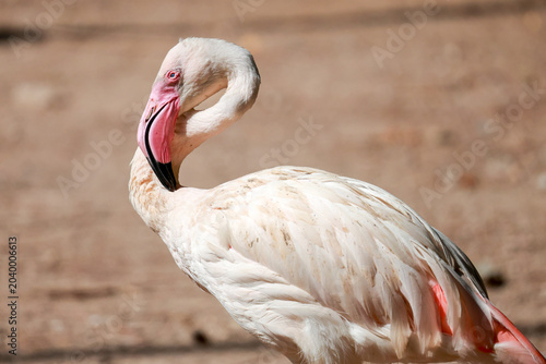 Close up flamingo in garden at thailand