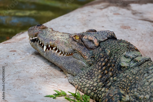 The crocodile is show head near the river