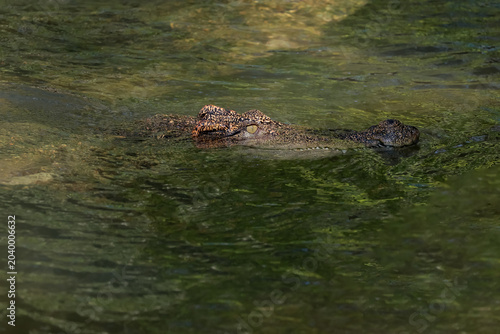 The crocodile is show head in the river