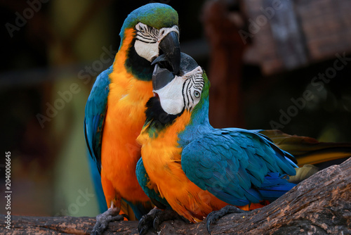 Close up two blue macaw parrot bird in garden