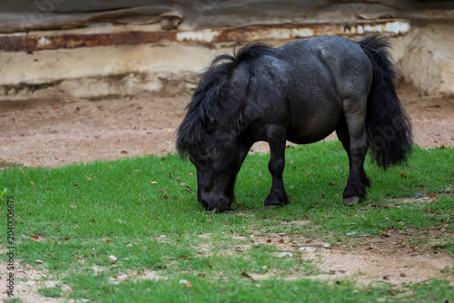 The black dwarf horse in the garden