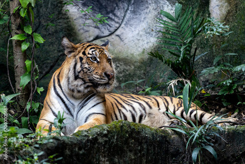 Close up bengal tiger is beautiful animal and dangerous in forest