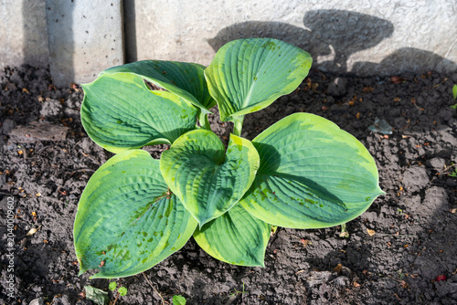 Fotografie f a vibrant green and yellow variegated hosta plant growing in dark soil, with water droplets on its broad leaves and a crisp shadow cast against a light concrete border