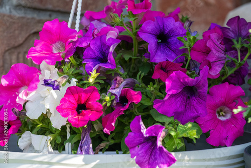 Canvastavla A vibrant hanging basket filled with blooming purple, pink, and white petunias suspended in front of a rustic brick wall