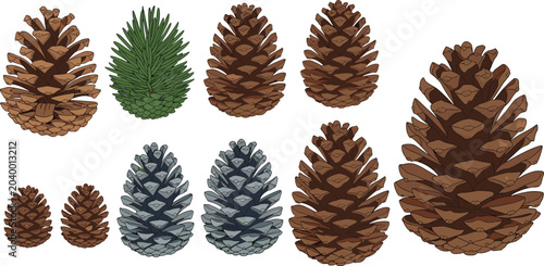 Quadro su tela vector illustration of pine cones