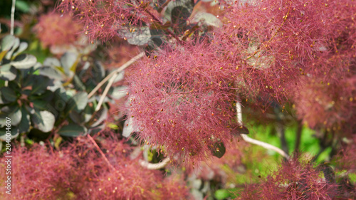 Quadro em tela Beautiful Pink Smoke Tree Blossoms with Feathery Plumes