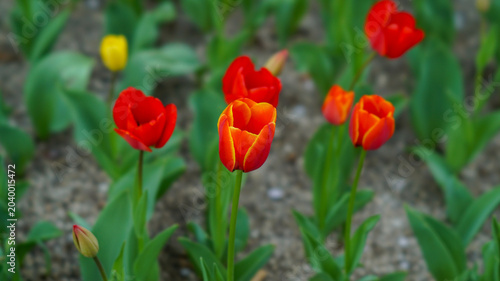 Bright Red and Orange Tulips Growing in the Flower Bed