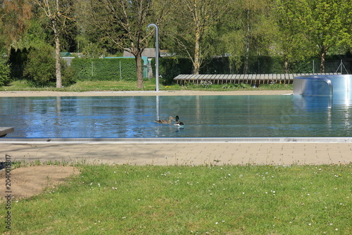 Zwei Enten kühlen sich im Freibad von Bad Buchau ab und putzen Ihr Gefieder