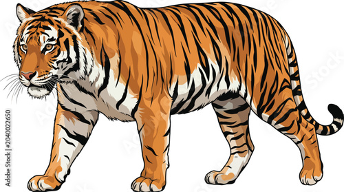 Bengal tiger walking side view powerful predator illustration on white