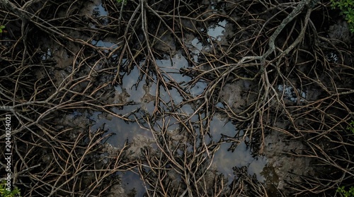Schilderij op canvas Dense mangrove roots tangled over muddy water surface