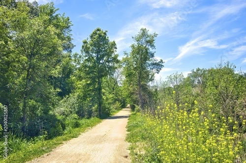 Beautiful yellow flowers line the Heritage Trail as it passes through a lush green forest on a sunny spring morning in Dubuque County, Iowa.
