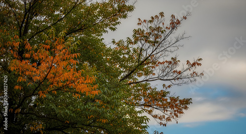 Autumn tree foliage against cloudy sky