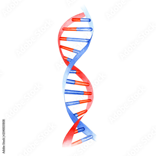 Hand drawn DNA chain in blue-red colores