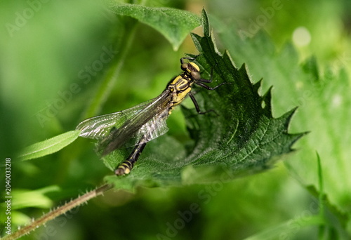 A dragonfly in a meadow, among the green grass
