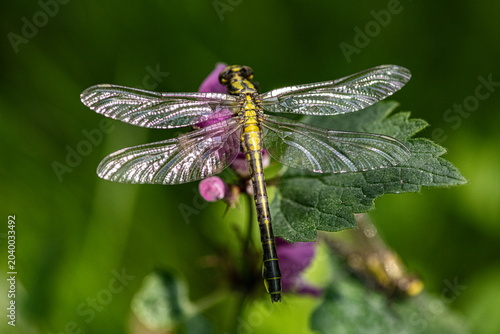 A dragonfly in a meadow, among the green grass