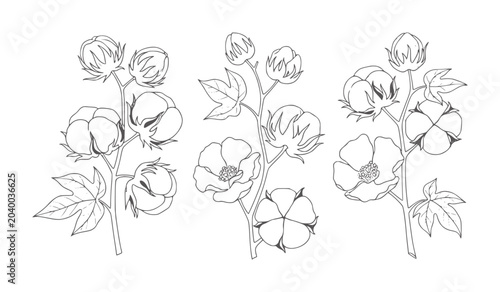 Bild auf Leinwand Three line of cotton plants with bolls and flowers bloom