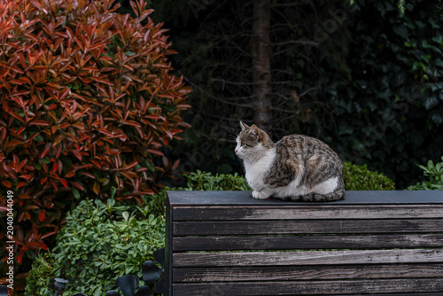 Cute stray cat on the park bench