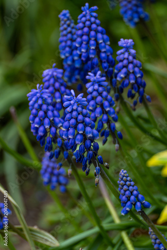 Grape hyacinth flowers in the forest