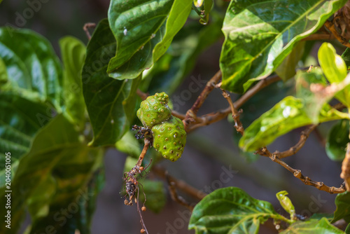 Obraz na plátně Exotic green noni fruit ripening on a branch in tropical wellness garden