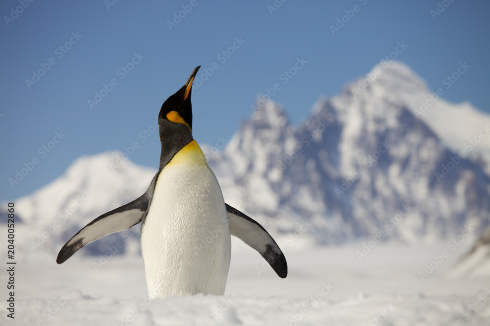 Obraz premium King Penguin stretching in front of the mountains of South Georgia Island