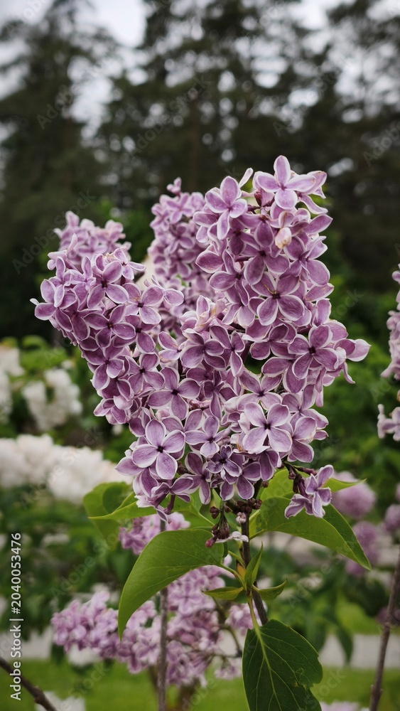 Obraz premium pink lilac flowers