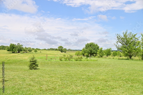 Grass and Trees in a Field