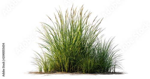 Canvastavla Cut out green grass field transparent backgrounds png file