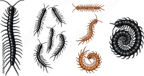 Bild auf Leinwand Centipede and Millipede Arthropod Vector Collection Featuring Crawling Insects i