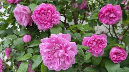 Rose bush attractive pink roses flowers.