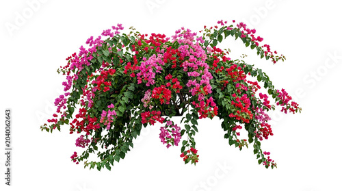 Vibrant pink and red flowering plant with lush green leaves isolated on transparent background