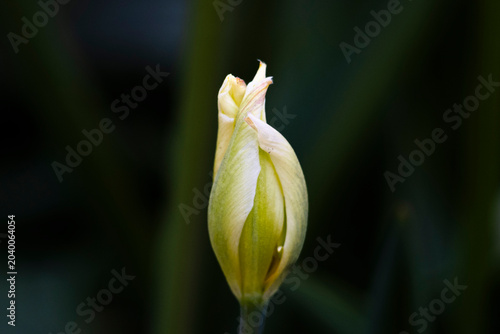 Photos tulipe en éclosion au printemps