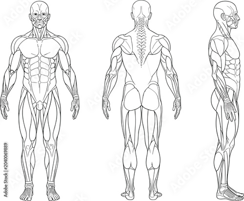 Human Muscular System Male Body Anatomy Chart Line Art Vector Illustration with Front Back and Side Views for Medical Education