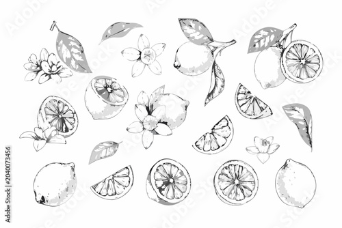 Vintage Botanical Sketch Collection Of Citrus Fruits And Blossoms Gray Scale
