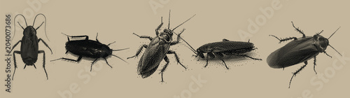 Photos Black cockroach insects in different poses on khaki background