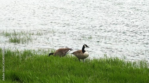 Two wild canada geese grazing peacefully on the lush green grass along the shoreline surrounded by nature and water, time lapse video