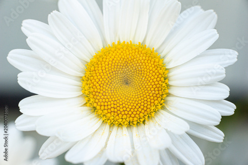 White Chamomile Flower Macro Close Up.
