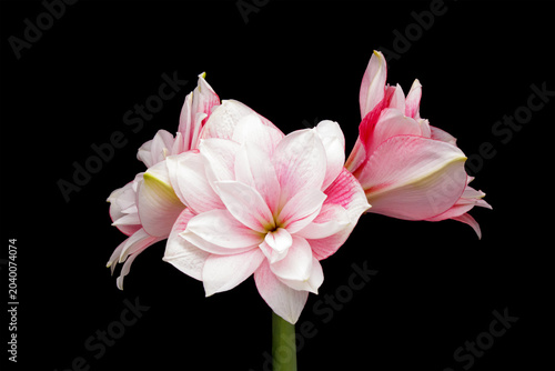 Pink amaryllis flower with white petals isolated on a black background. Elegant blooming ornamental plant with large delicate petals and minimal botanical composition.