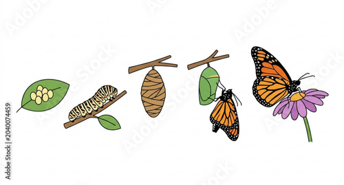 Foto Minimalist butterfly lifecycle vector set from cocoon and chrysalis to adult but