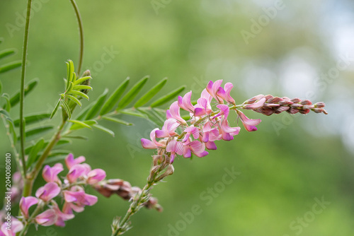 Flowering perennial herbaceous plant:Onobrychis viciifolia, O. sativa, common sainfoin