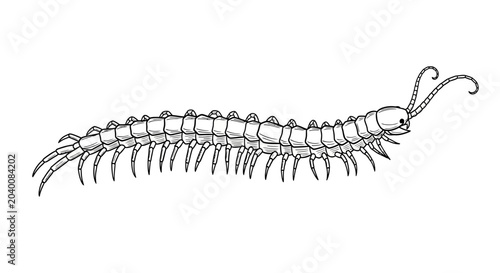 Schilderij op canvas A black and white line art sketch depicts a centipede with a repeated legs pattern on a white background