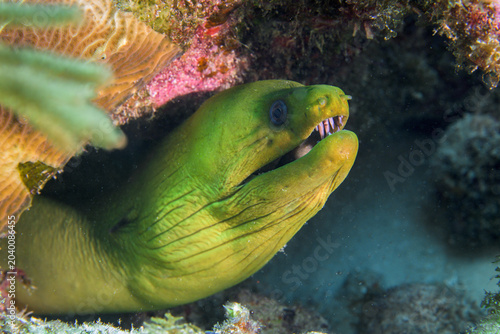 Green moray eel peeking from a coral reef crevice with open mouth showing sharp teeth