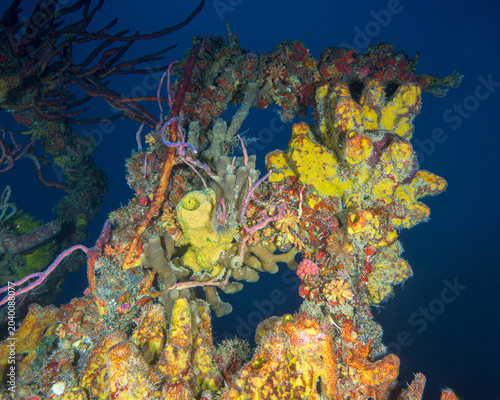 Bilde på lerret Colorful tube sponges encrusting a shipwreck structure in Key Largo