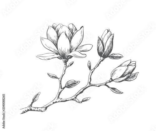 Magnolia Branch vintage engraving botanical illustration.
